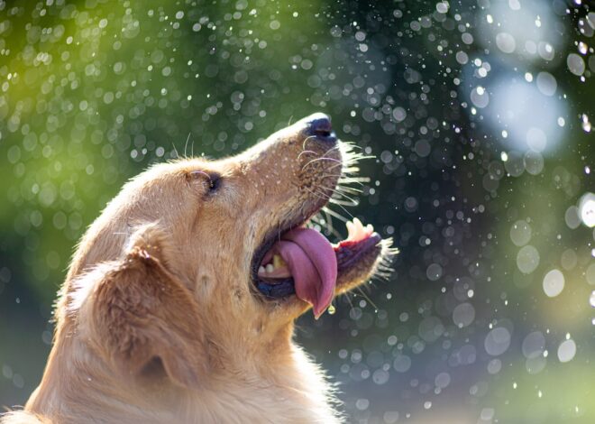 Top Dog Care Products for Happy, Healthy Pups