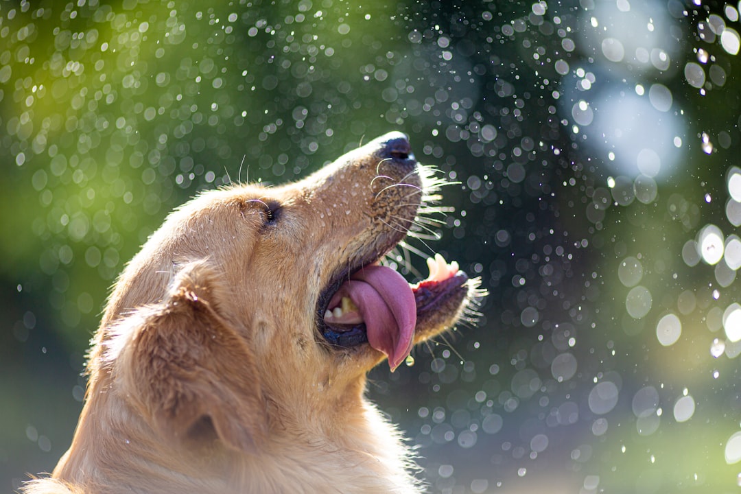 Top Dog Care Products for Happy, Healthy Pups